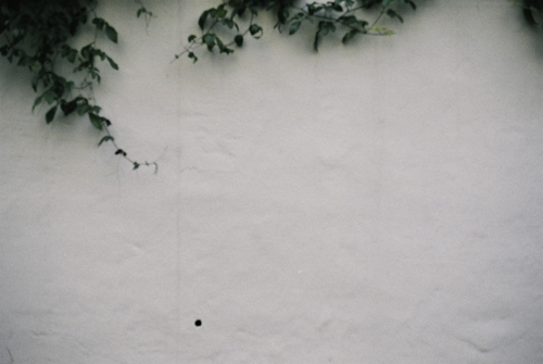white wall and green.jpg